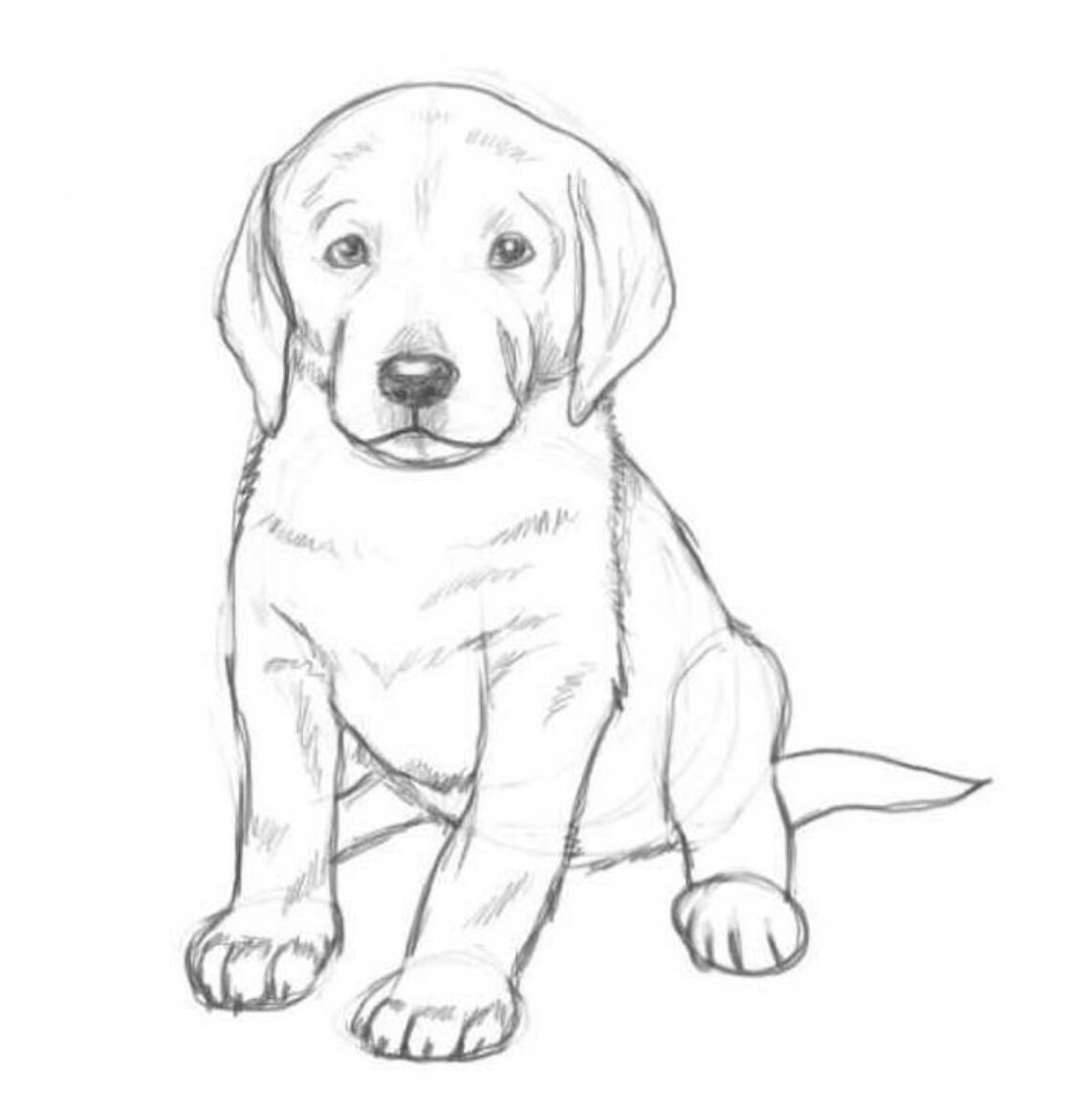 Как нарисовать собаку поэтапно карандашом: легкие мастер-классы для начинающих