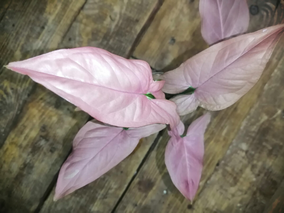 Реджина Ред