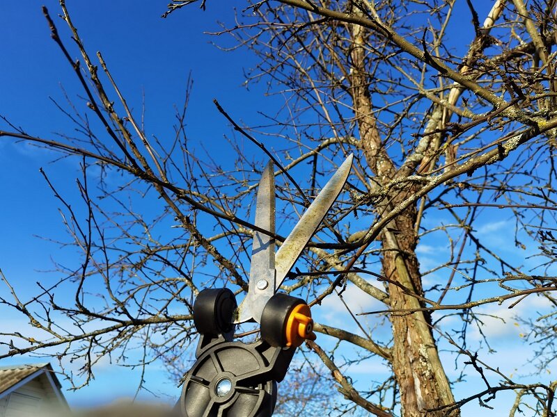 Обрезка деревьев в дождливую осеннюю погоду: рекомендации и советы