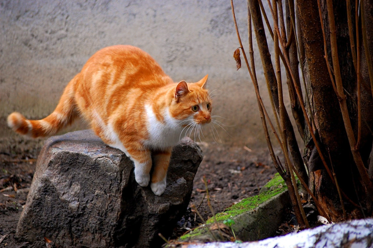 🐱Правда ли, что кошки охотятся не только ради еды | Нос, хвост, лапы | Дзен