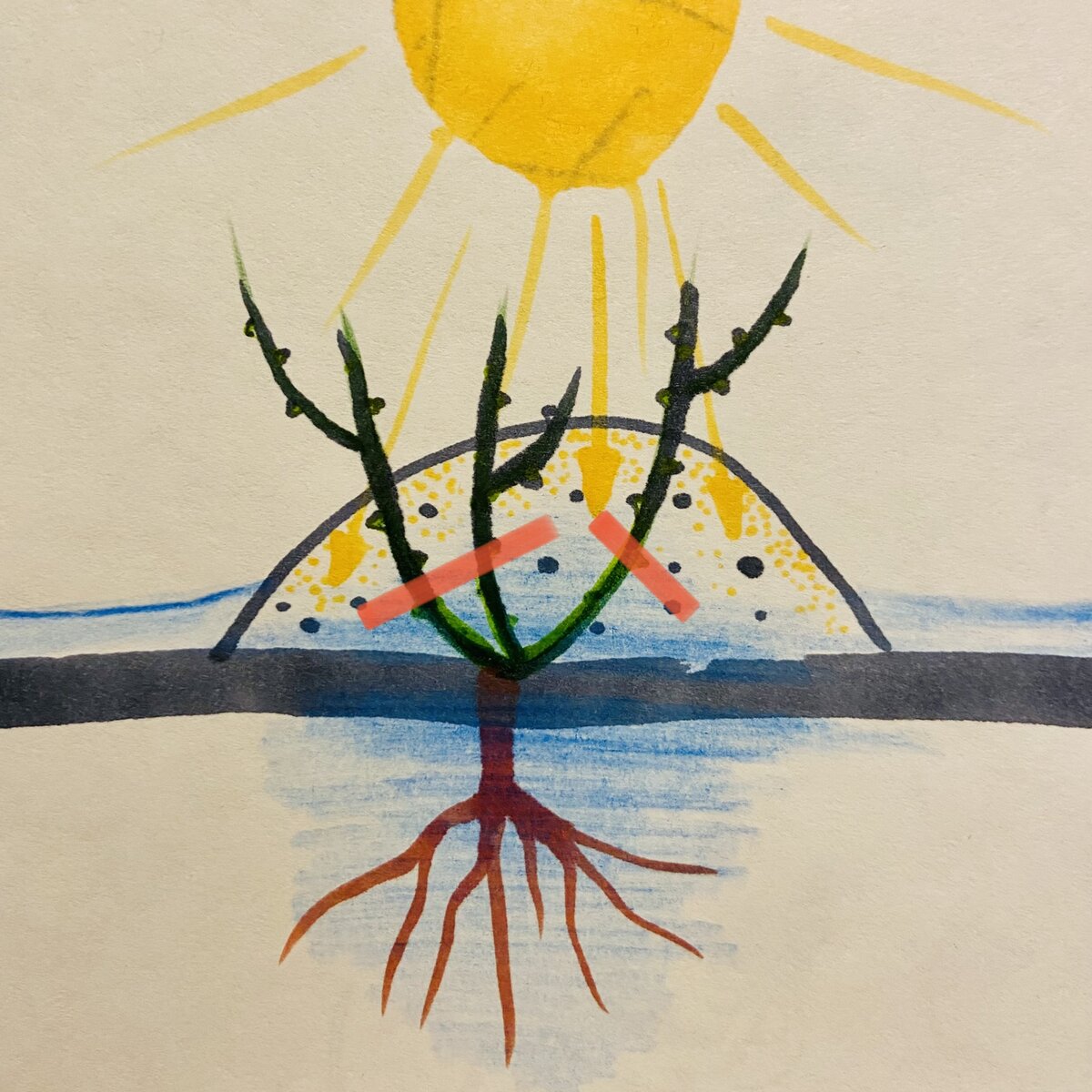 Весеннее солнце и ночные заморозки не способствуют благоприятному выходу окученных роз из зимовки. Часто после разокучивания приходится коротко обрезать розы до здоровой древесины.