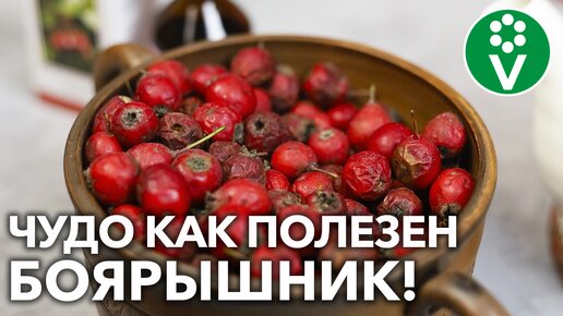 Настойка, чай, варенье и даже ванна – 7 рецептов применения боярышника!