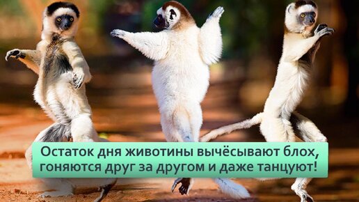 Сифаки: Счастливые и беззаботные. Лежат на солнышке и танцуют целыми днями | Видео 🎥