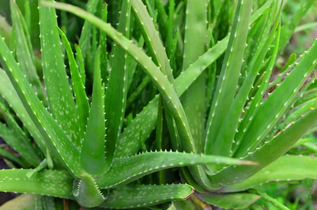 Aloe barbadensis leaf water