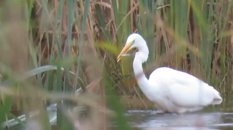 большая белая цапля