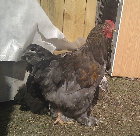 Это курица помесь двух пород - брамы и кохинхина. Следующий эксперемент в нашей жизни. 