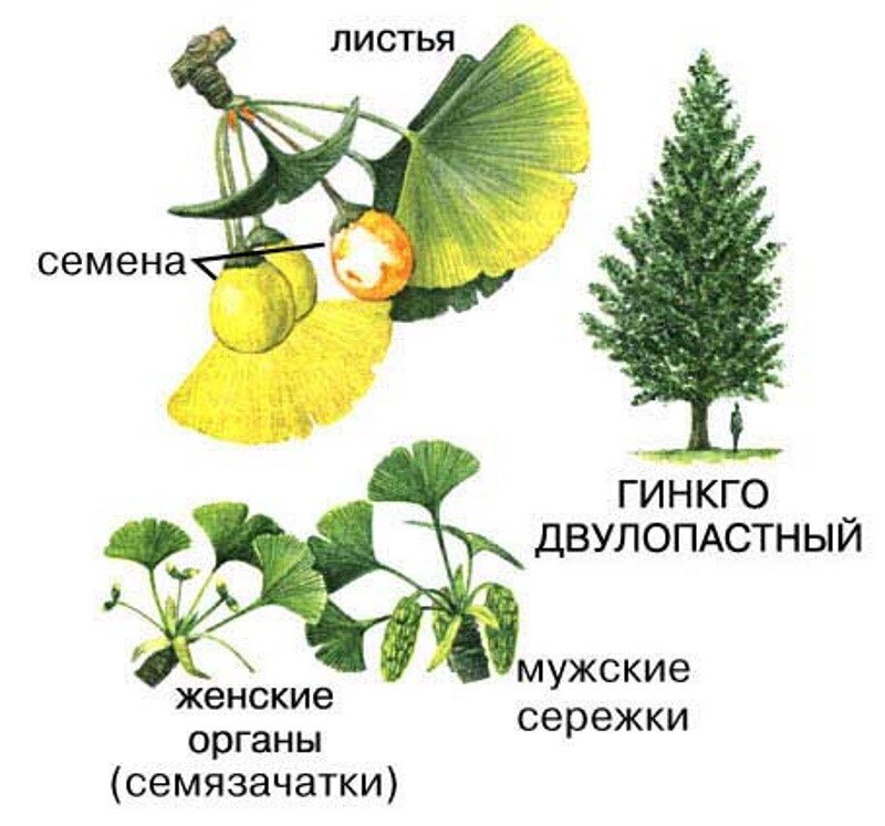 Класс гинкговые примеры растений Знакомьтесь - гинкго двулопастный, дерево, пережившее динозавров Glav-Dacha.ru Д