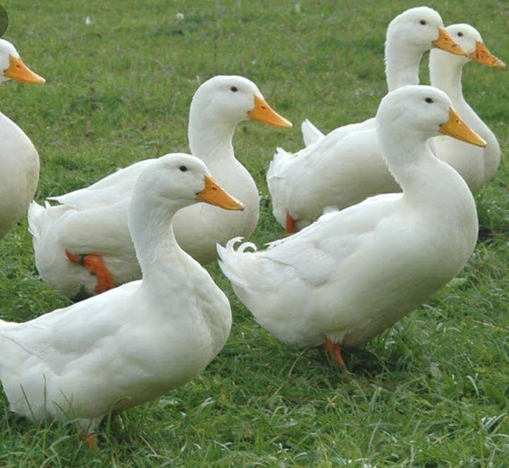 Орвия во дворе