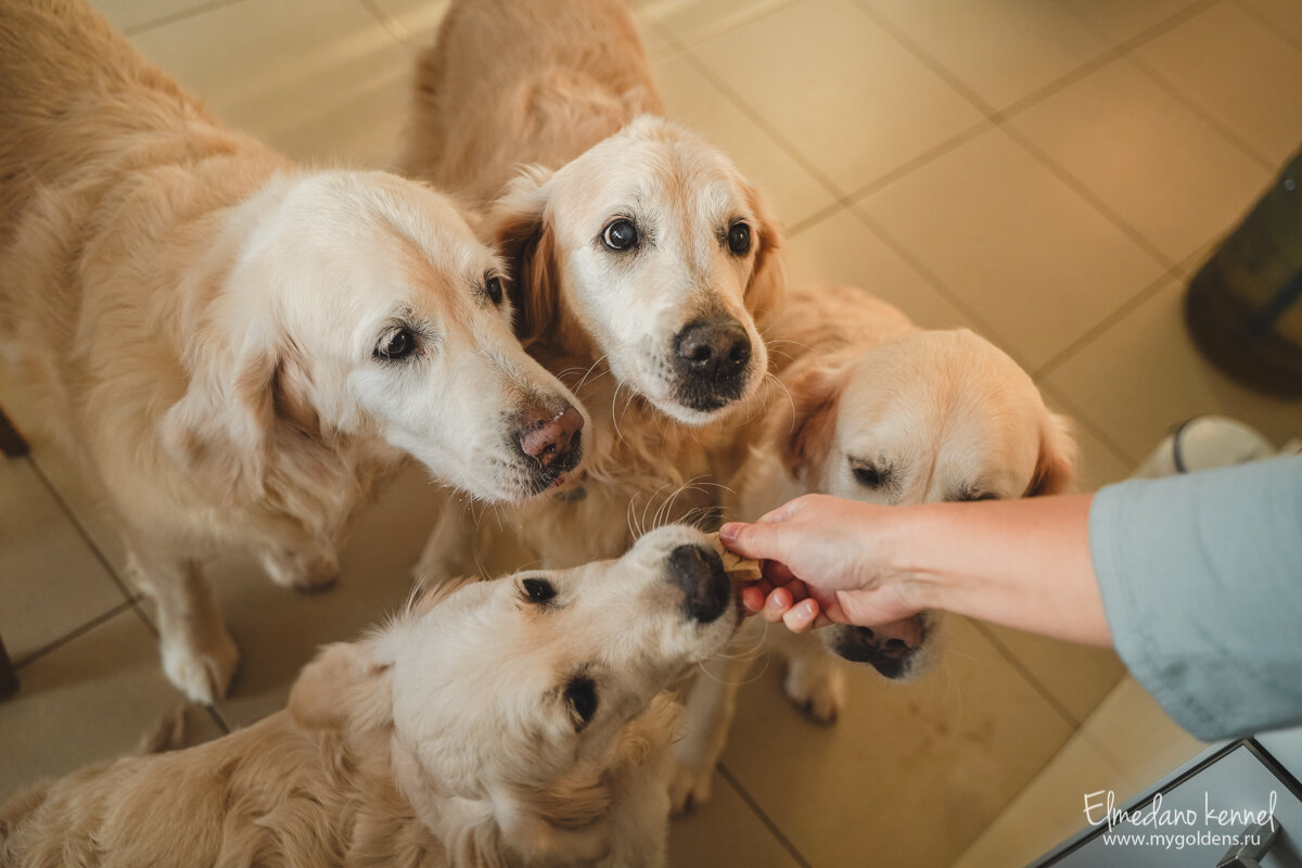 На фото наши золотистые ретриверы.
