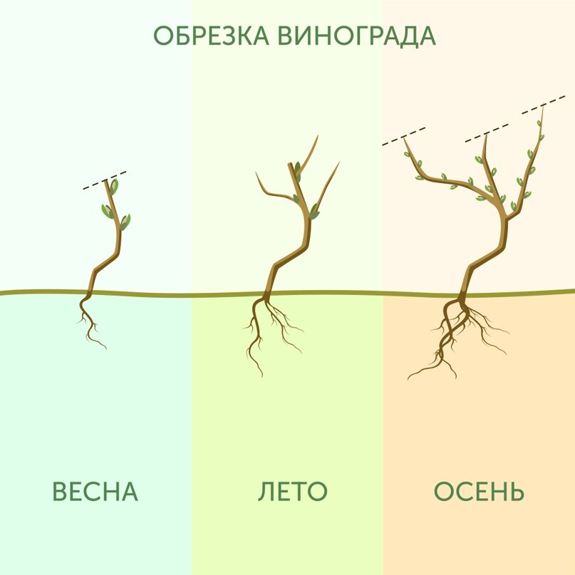 Обрезка винограда в Сибири. Формирование винограда для начинающих в картинках пошагово весной. Виды формировки виноградного куста. Обрезка винограда осенью для начинающих в картинках пошагово.