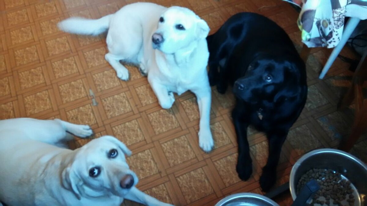 Поля, Глаша и Стефа в ожидании завтрака