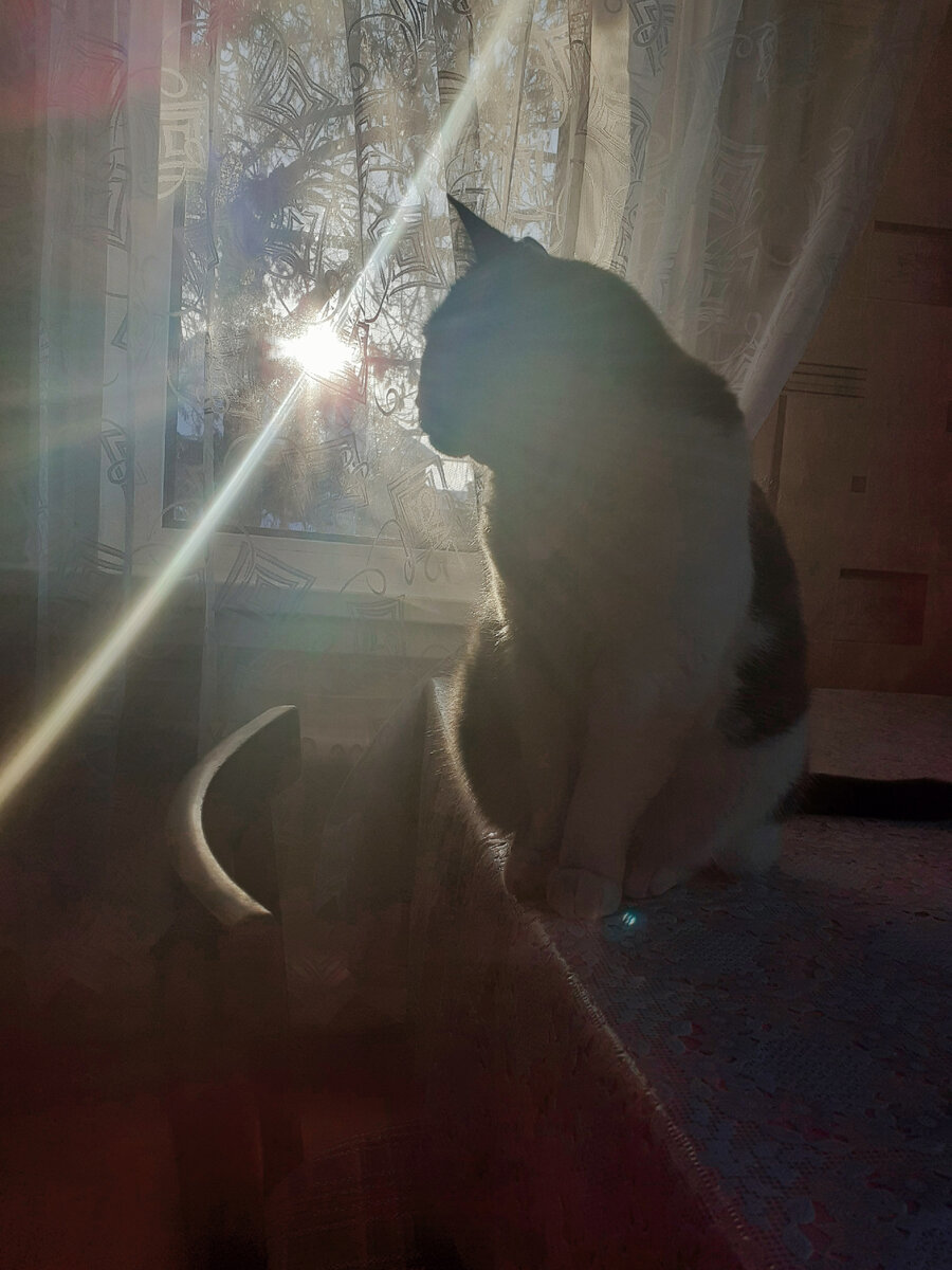 КошМаня рано поутру собралась в нирвану.)))