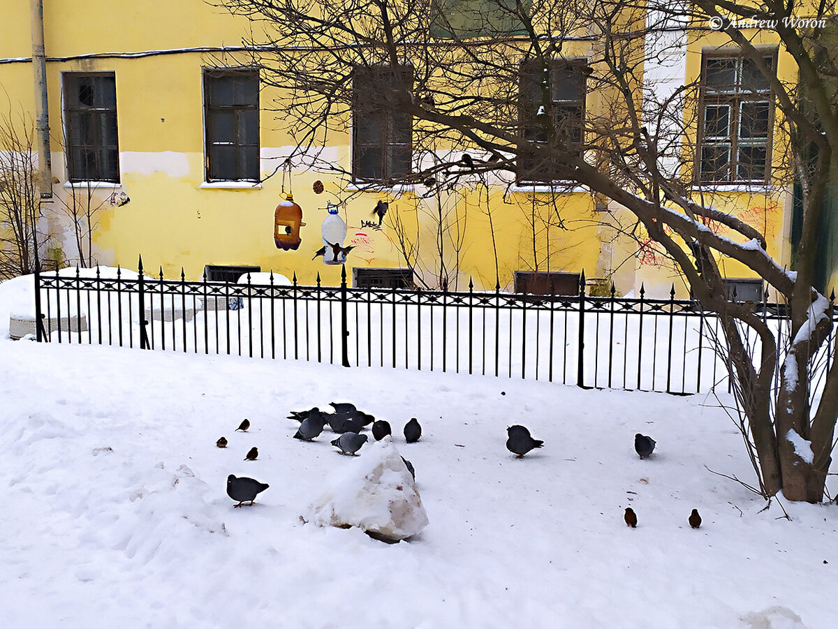 Импровизированная кормушка для птиц