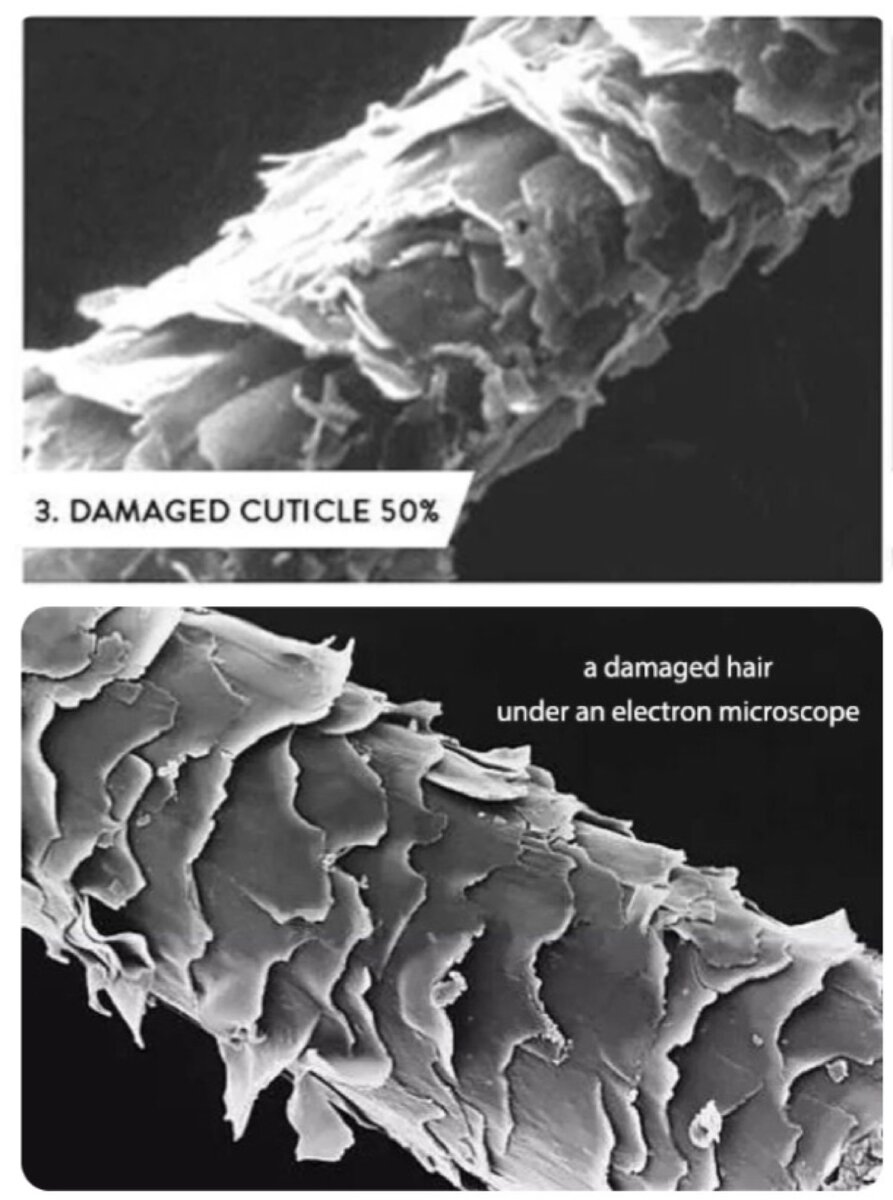 «Растрепанная» кутикула после окрашивания постепенно слущивается при трении 