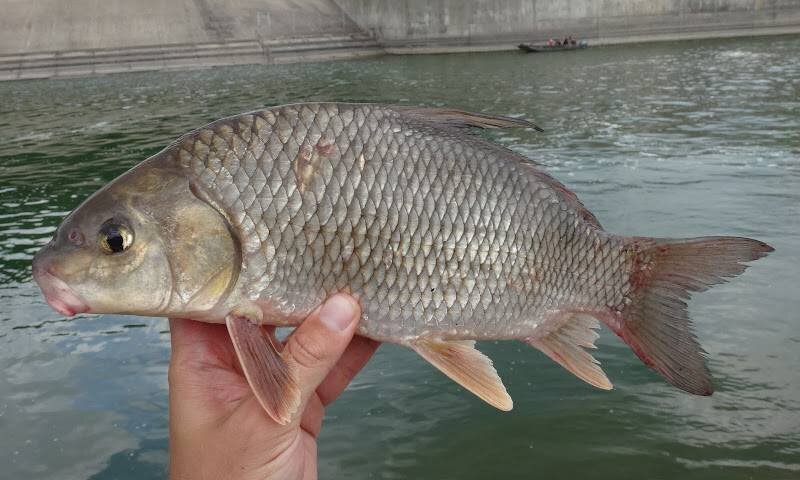 Буффало