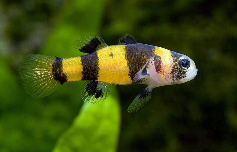 Небольшая 2,5-3 см, яркая, мирная рыбка. Любит дно с разнообразными укрытиями, корягами, камнями, и всевозможными пещерками, где можно спрятаться и возможно даже отнереститься. Рыбка не стайная, но лучше брать 5-6 шт, так они лучше адаптируются и увереней чуствуют себя в аквариуме. Живут в домашних условиях около 3 лет. Идеально содержать с любой небольшой рыбой. Не желательно содержать с мелкими креветками  такими как вишня, так так будет за ними охотиться.