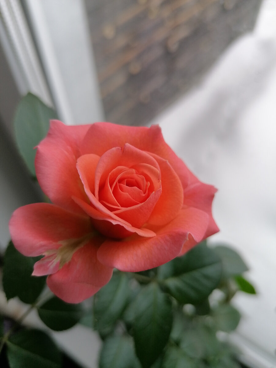 Прекрасная незнакомка. 