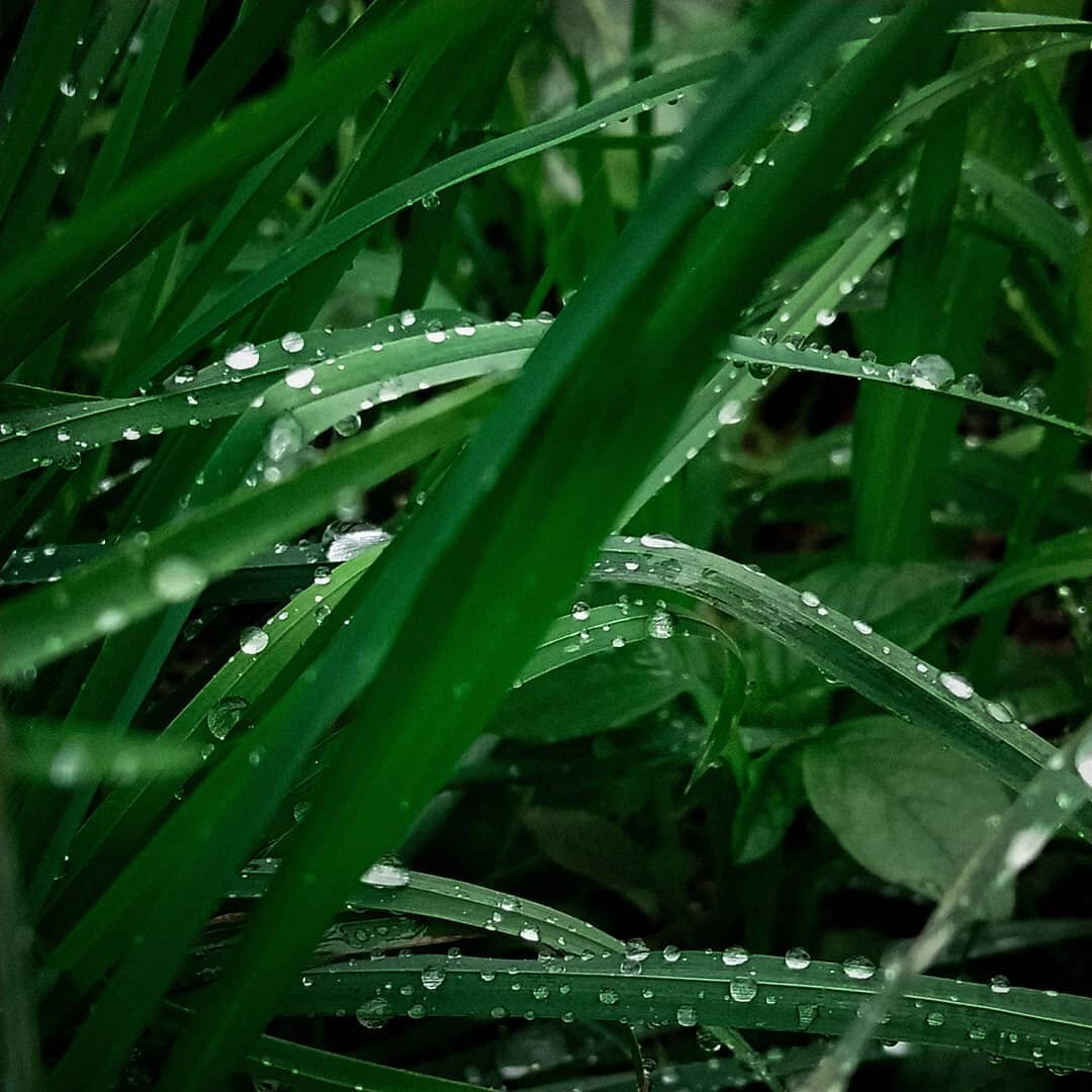 Это фото я сделала во время небольшого дождичка