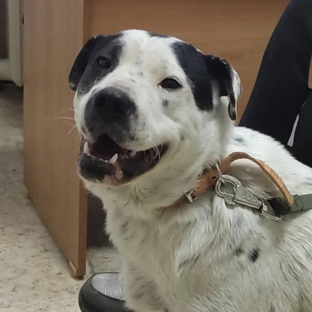 Габи на приеме у ветеринара. Перед вылетом в СПб. 