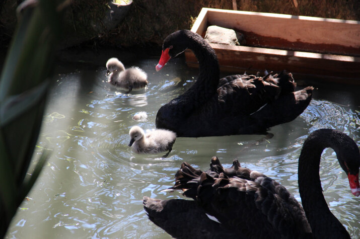 Счастливое семейство. Фото: пресс - служба Сочинского нацпарка