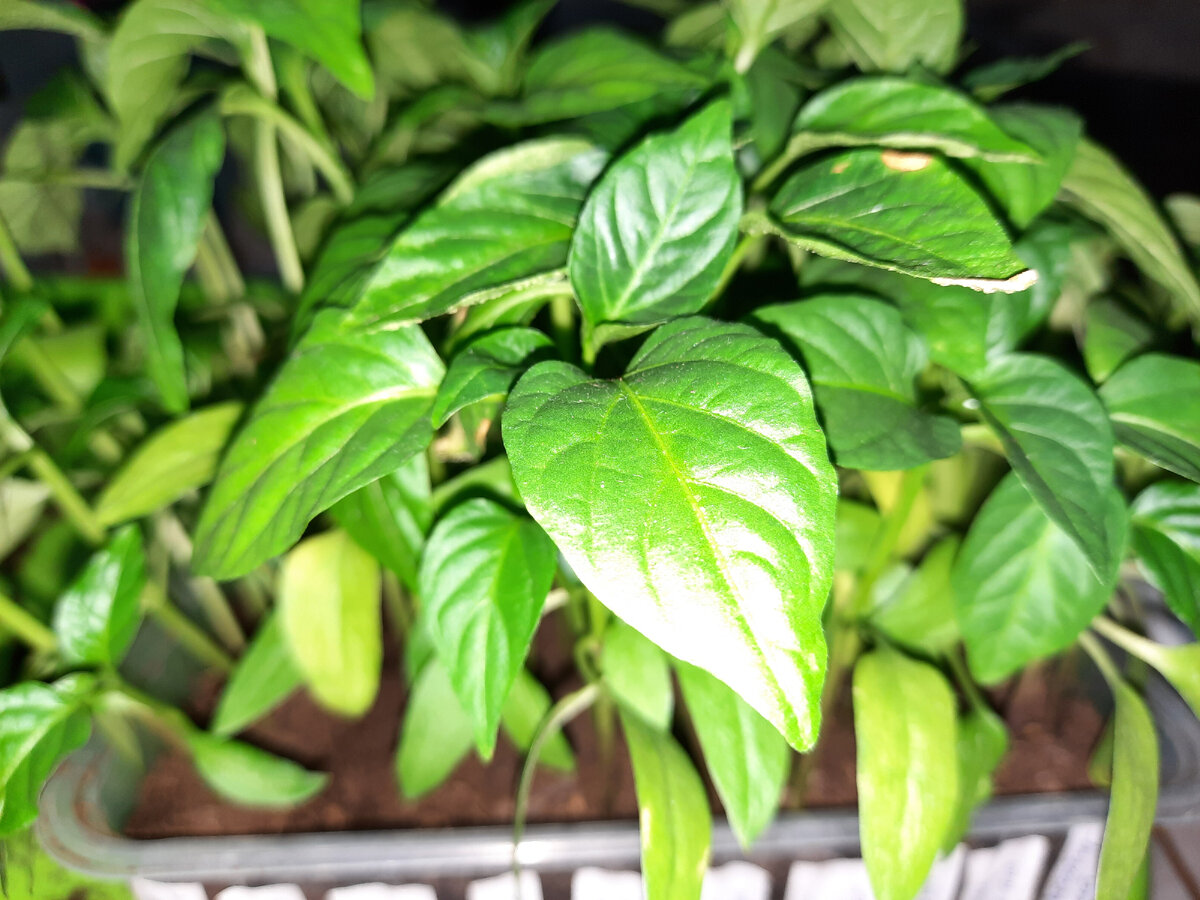 Этой рассаде месяц, но ее еще не пикировала. Чувствует себя хорошо