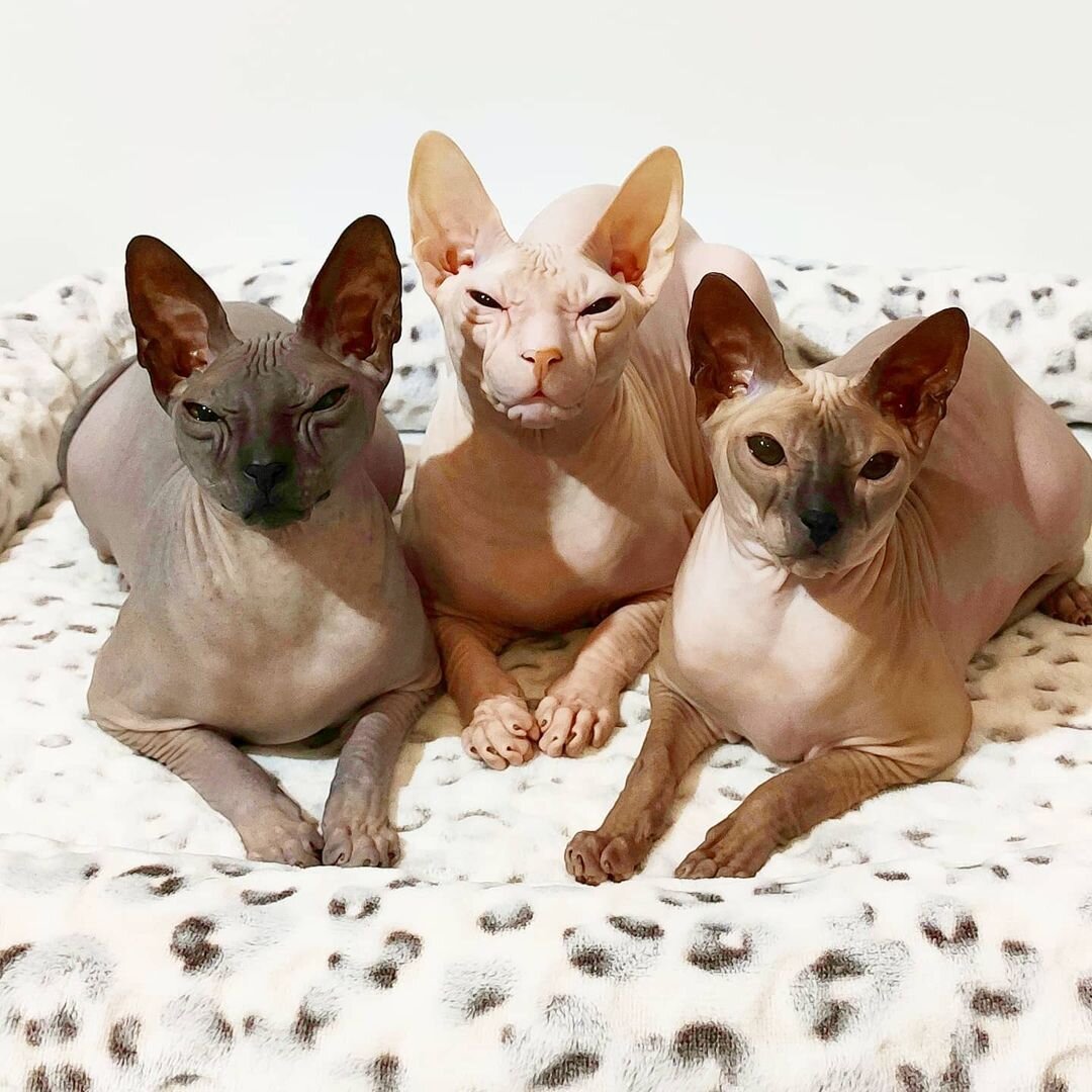 В идеале лучше иметь несколько разных моделей лежанок, чтобы у питомца было комфортное спальное место для любой ситуации. На фото – плюшевая лежанка «Барс Гранд» коричневая (арт. 31932128) бренда Gamma. Автор фото @don.sphynx.spb