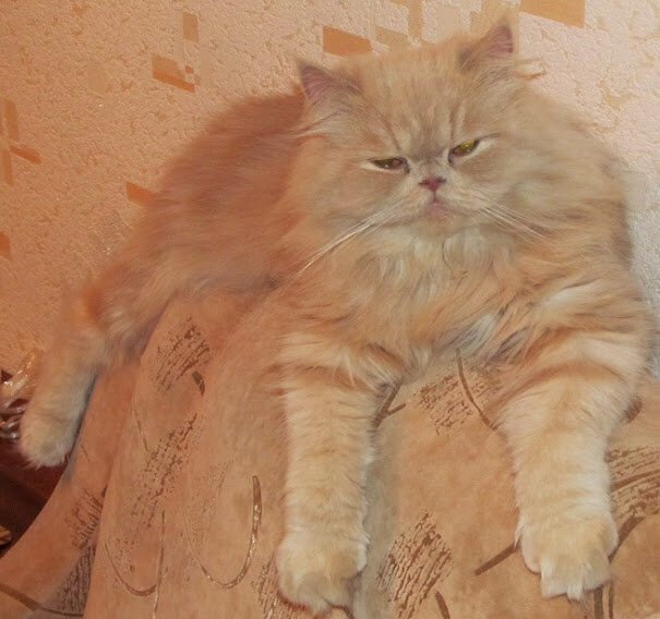 Моя кошка Рыся. Ее мама подобрала на улице, с нами прожила около 7 лет - 3 года со мной, а потом с родителями.