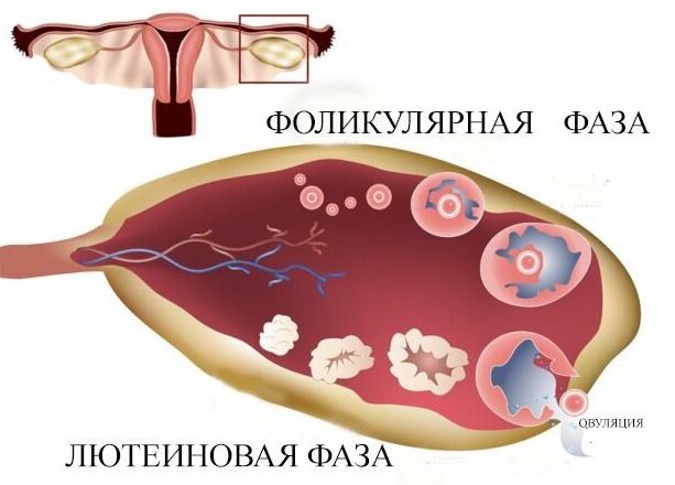 Овуляшки он-лайн