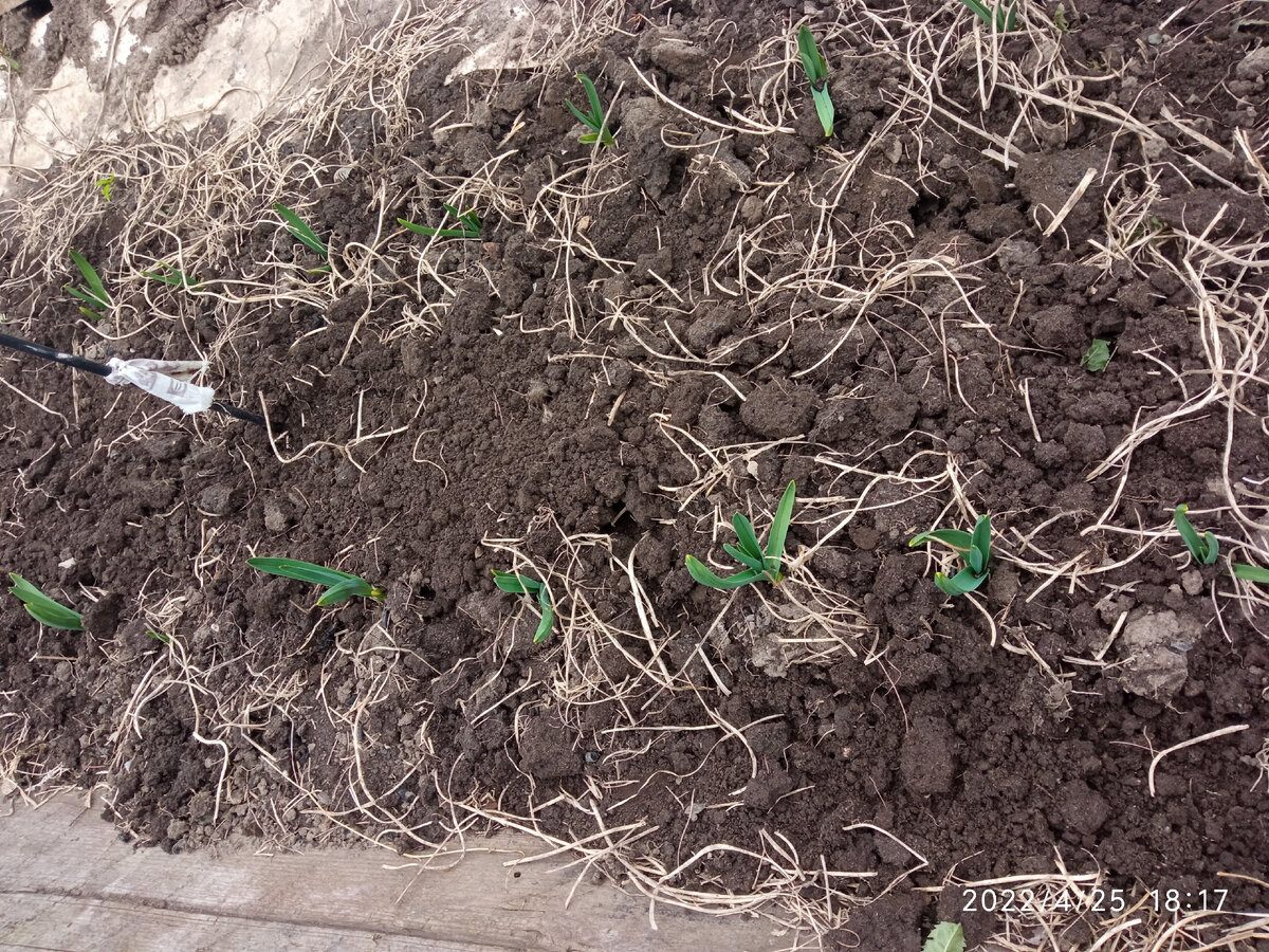 Фото автора озимый чеснок и остатки горчицы. 