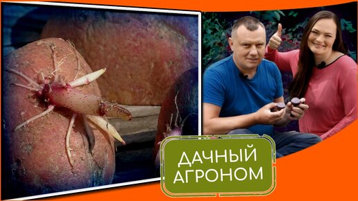 Посадка картофеля: размер имеет значение!