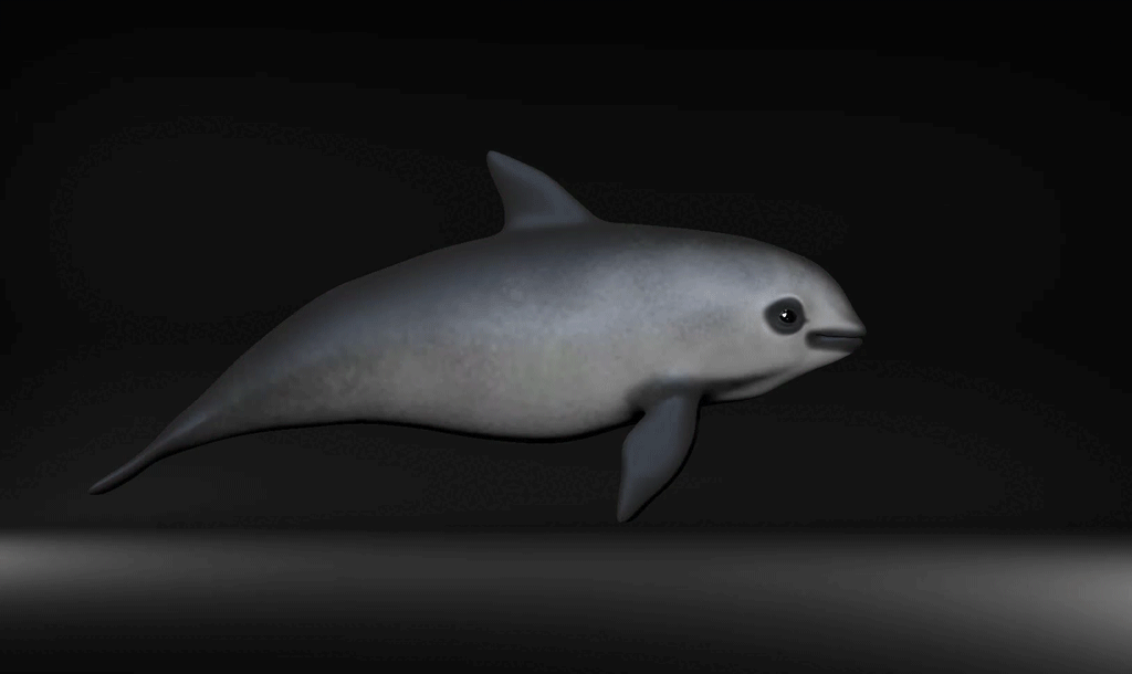 #вакита #морская свинка #природа #мир #планета #планетаземля 