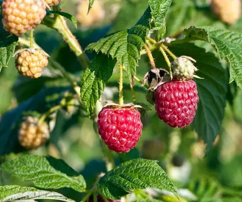     Как получить урожай малины