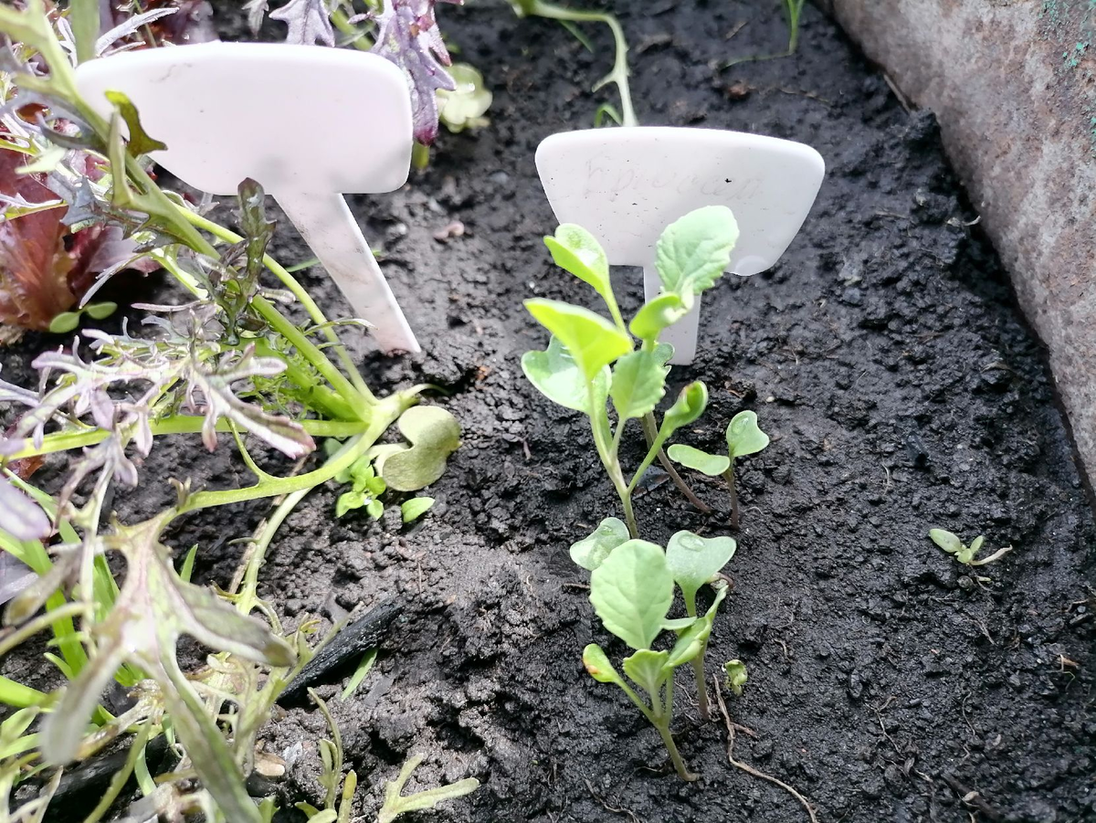 Всходы брюссельской капусты в бочке, слева горчица салатная