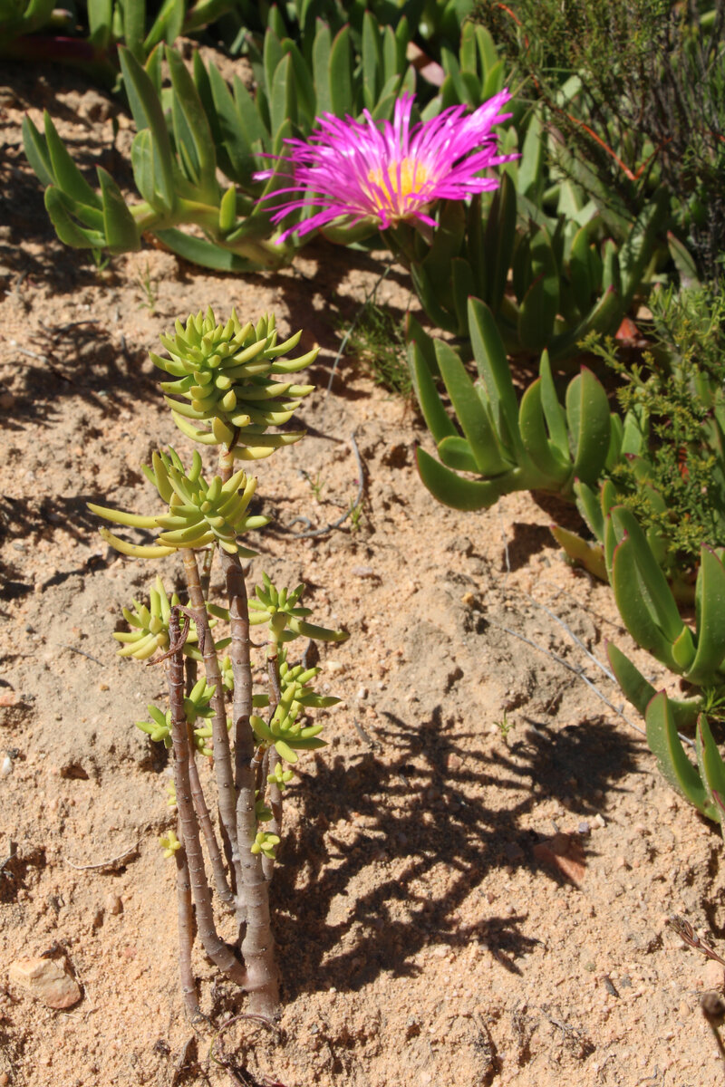 Crassula tetragona на фоне карпобротиса из сем. аизовых
