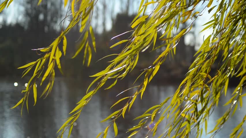 Багряной веткой ивы. Плакучая Ива листья. Ветка плакучей ивы. Ива желтая плакучая. Плакучая Ива осенью.