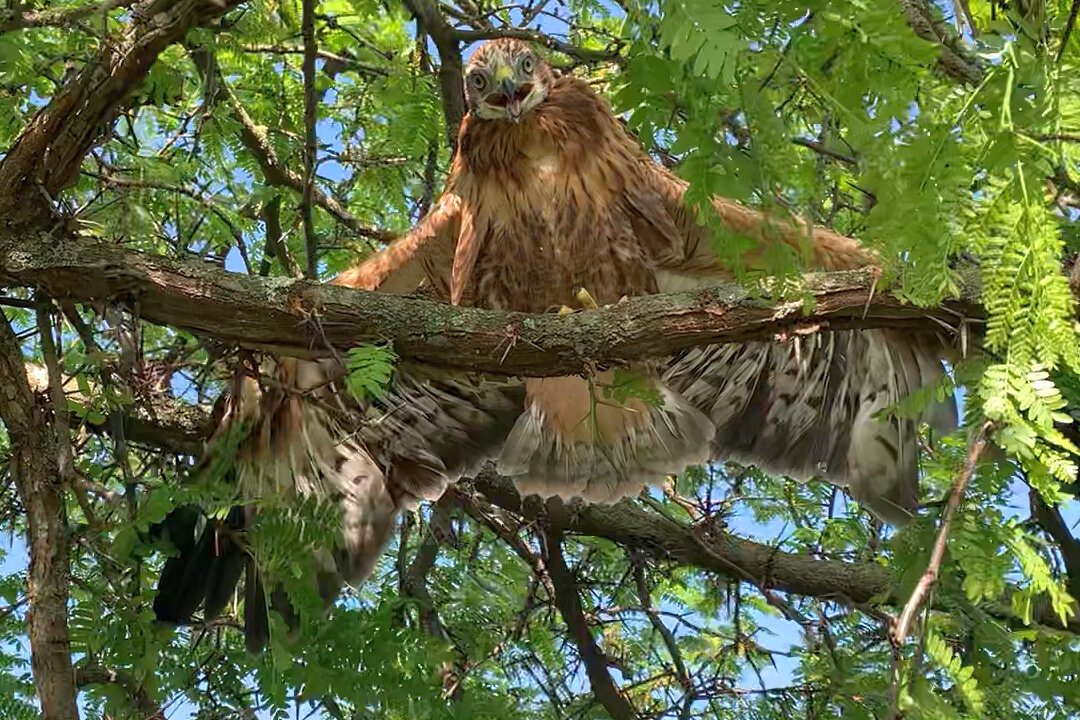 Скрин из видео