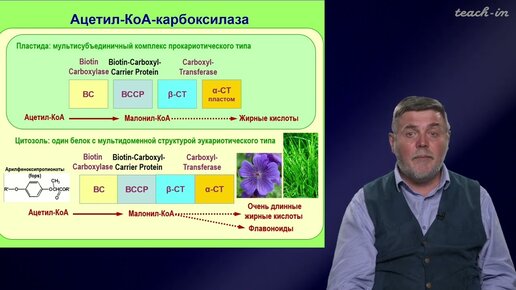 Чуб В.В. - Молекулы в пищевых цепях:от растений до человека - 18. Липиды