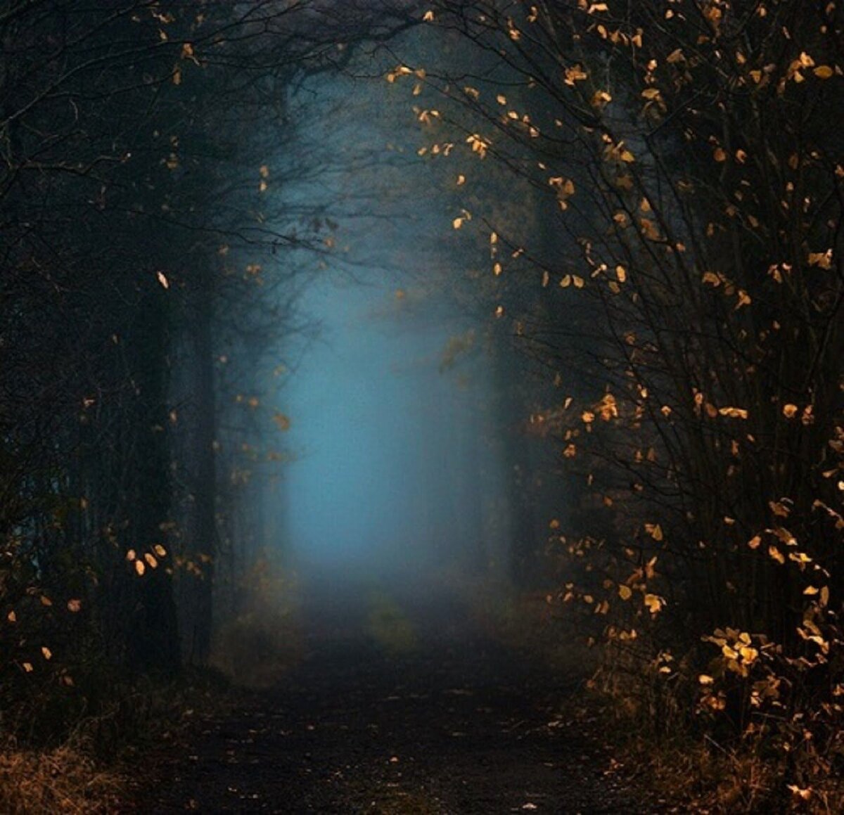Огонек в ночном лесу. Ночной лес. Свет в лесу ночью. Таинственная осень. Загадочного вечера