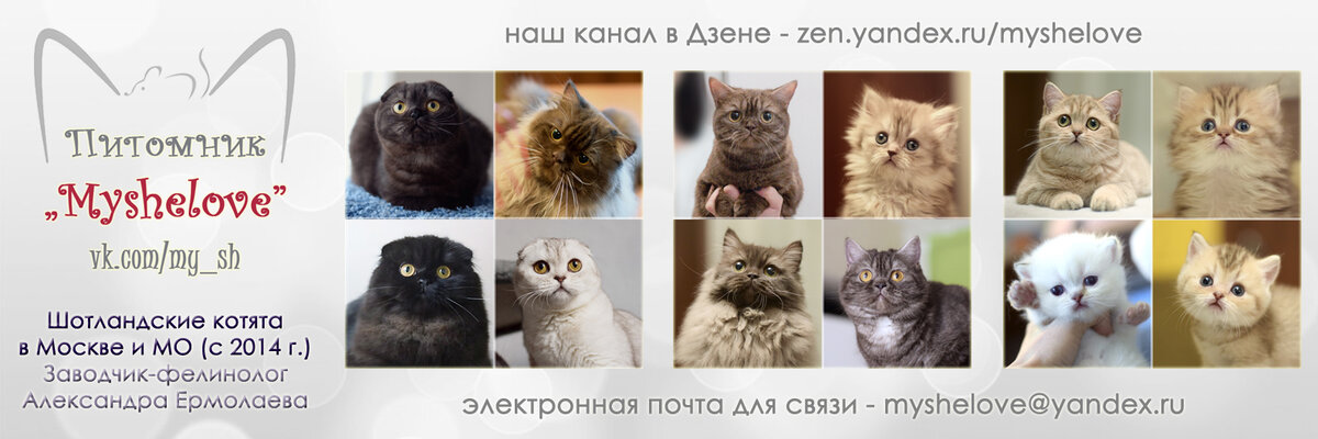 Логотип группы моего питомника ВК (заглянуть можно по ссылке https://vk.com/my_sh)