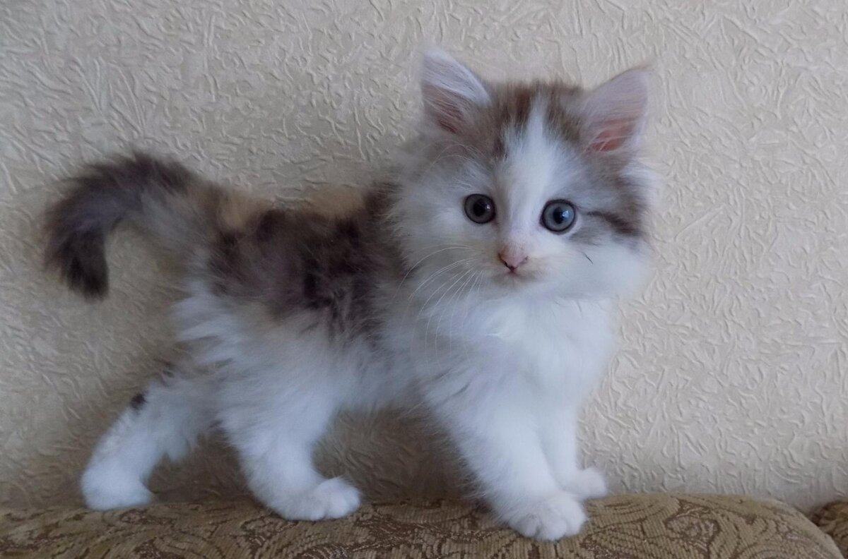 Мусе 2 месяца