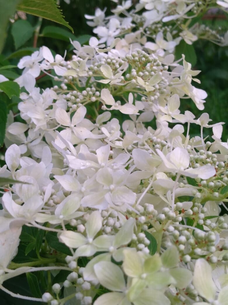 К осени цветы становятся чисто белыми. 