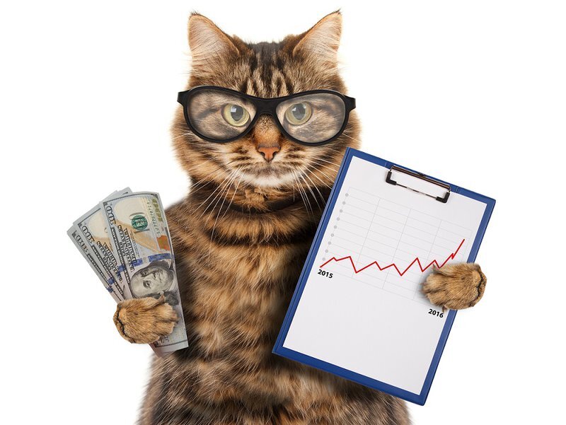 Котик с сайта: https://totempool.com/blog/is-an-mba-worth-it/