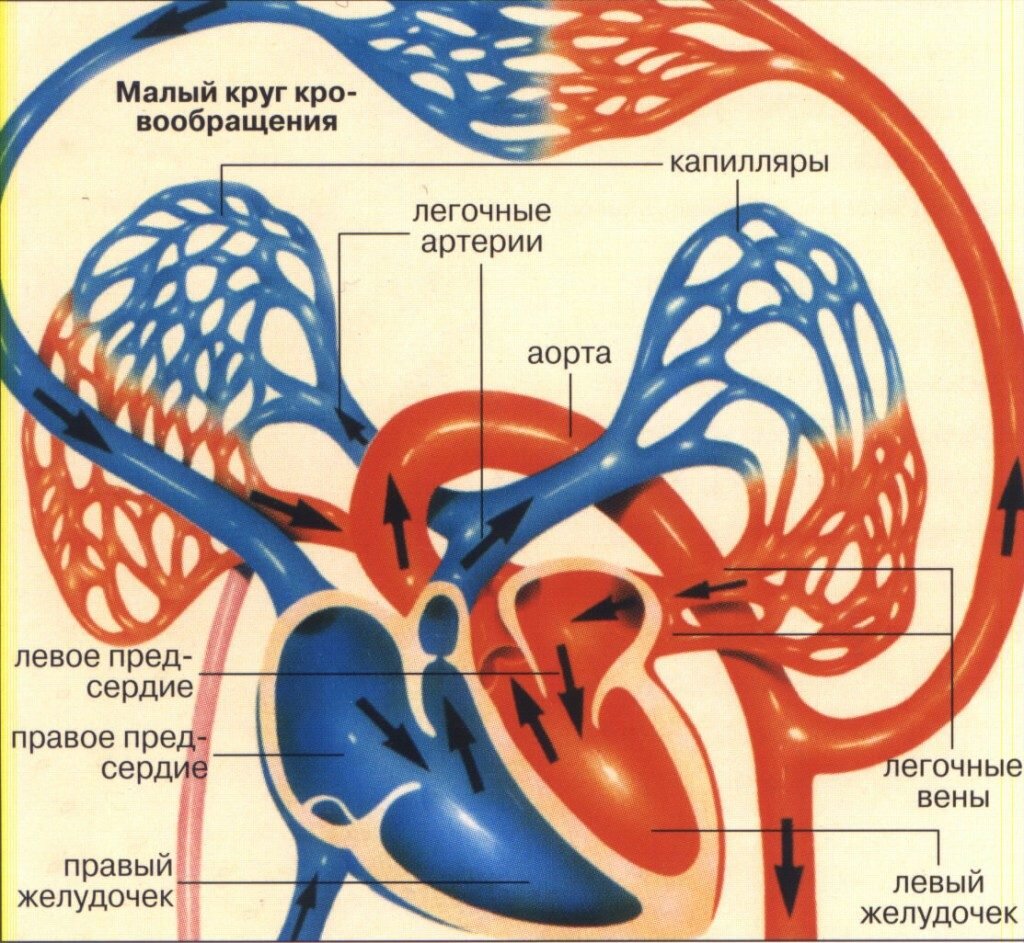 Малый круг кровообращения схема анатомия. Большой и малый круг кровообращения анатомия. Малый легочный круг кровообращения. Кровеносная система малый и большой круг. Легочные вены и артерии сердца
