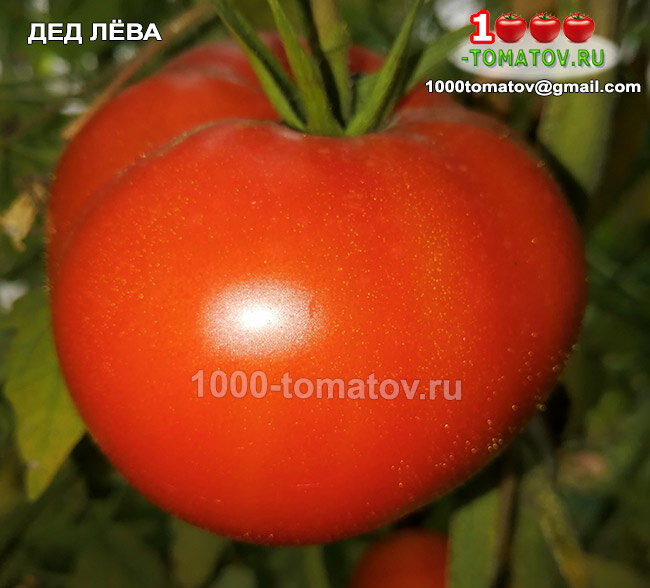 Томат Дед Лёва ФОТО 1