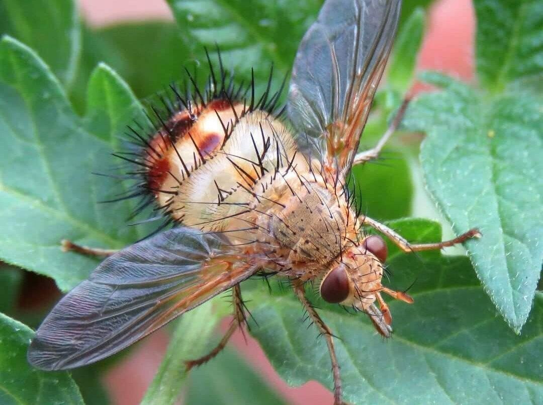 Муха насекомое. Муха тахина. Тахины Ежемухи Tachinidae. Муха тахина насекомое. Личинка мухи тахины.