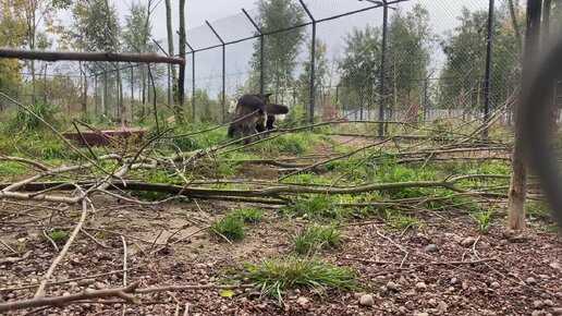 Злая ВОЛЧИЦА оказалась заботливой мамой😱