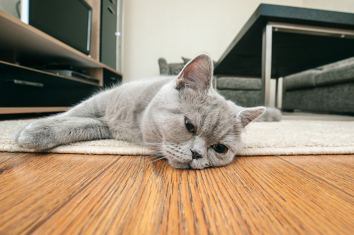 Максимальный срок, на который можно оставить кошку дома одну - 3 дняGetty Images