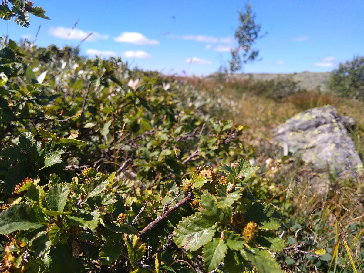 На промежуточные вершины хребта