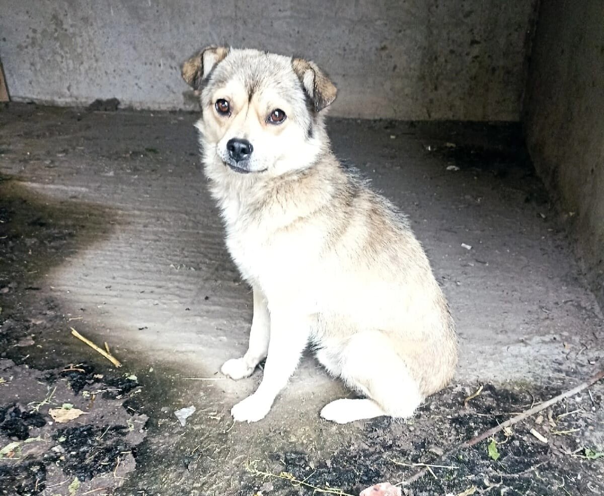 неужели улыбчивому малышу суждено остаться на улице?