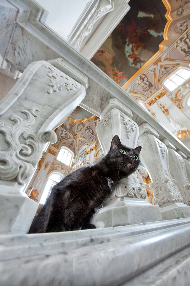 Фото: https://gute-reise.ru/articles/hermitage_cats/